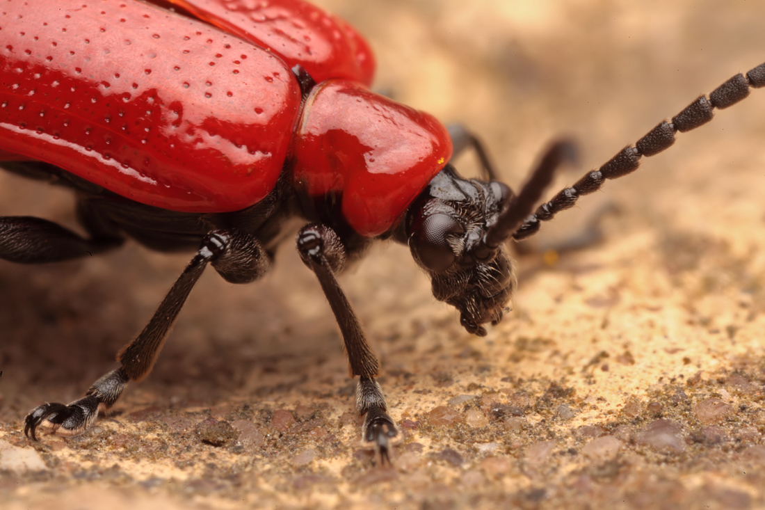 Red Lily Beetle 1